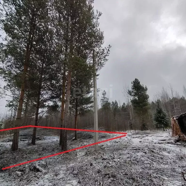 Участок в Вологодская область, Камыш садоводческое товарищество  (11.0 ... - Фото 1