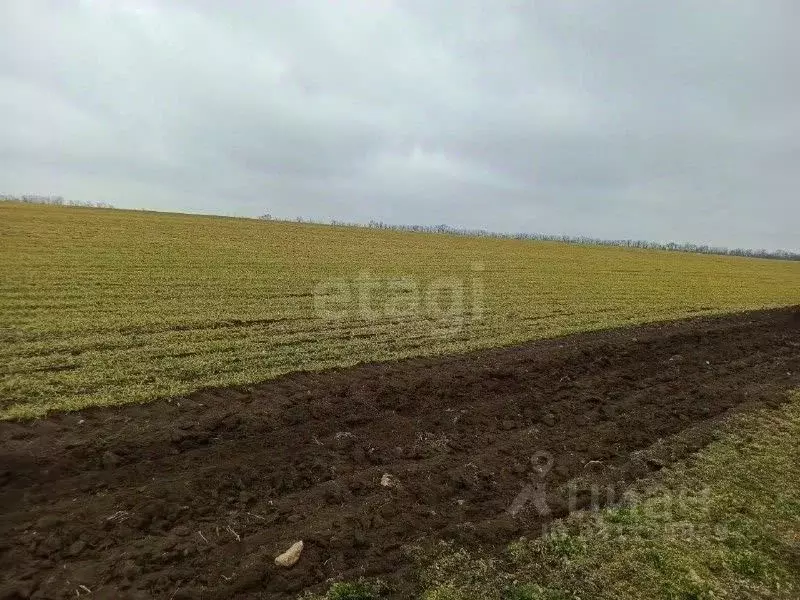 Участок в Крым, Черноморский район, с. Новосельское  (528.0 сот.) - Фото 1