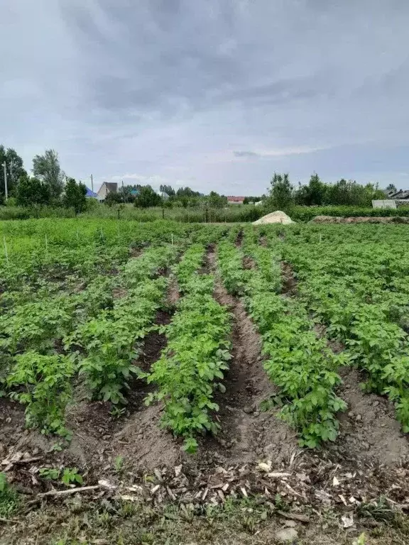 Участок в Тюменская область, Тобольский муниципальный округ, ... - Фото 1