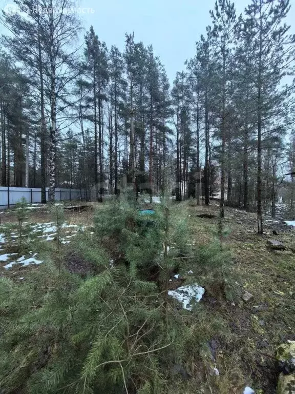 Участок в Парголово, Вересковая улица (17 м) - Фото 2