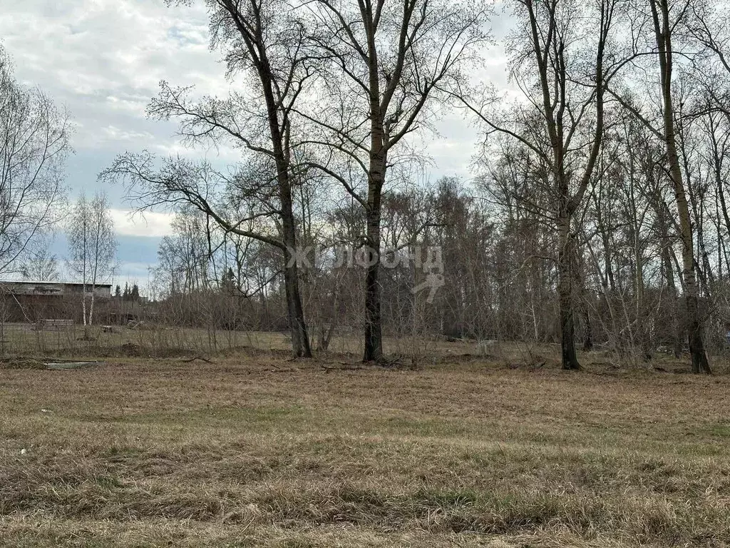 Участок в Новосибирская область, Новосибирский район, с. Боровое ... - Фото 1