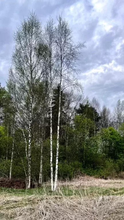 Участок в Ярославская область, Рыбинск ул. Шолохова (11.6 сот.) - Фото 2