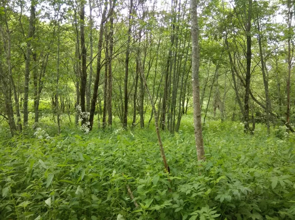 Участок в Новгородская область, Валдайский муниципальный округ, ... - Фото 1
