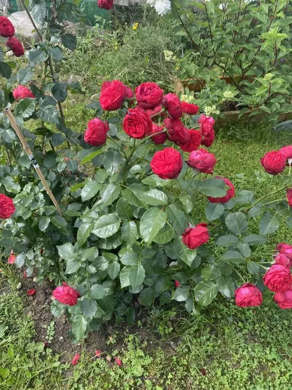 Дом в Московская область, Солнечногорск городской округ, Дудкино кп 46 ... - Фото 2