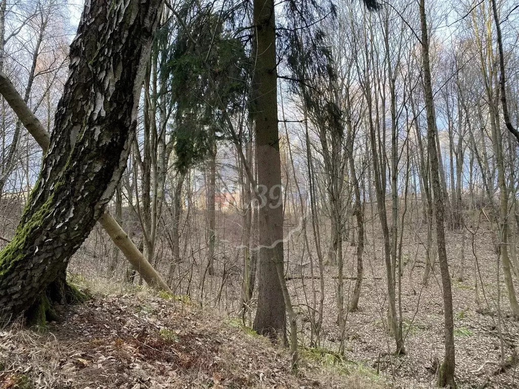 Участок в Калининградская область, Зеленоградский муниципальный округ, ... - Фото 2