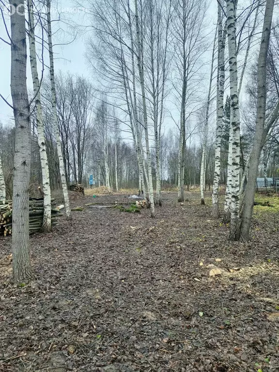 Участок в Владимирская область, Камешковский муниципальный округ, ... - Фото 2