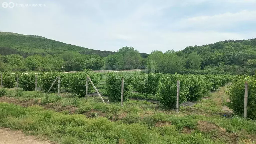 Участок в Старый Крым, улица Айргуль, 10 (10 м) - Фото 2
