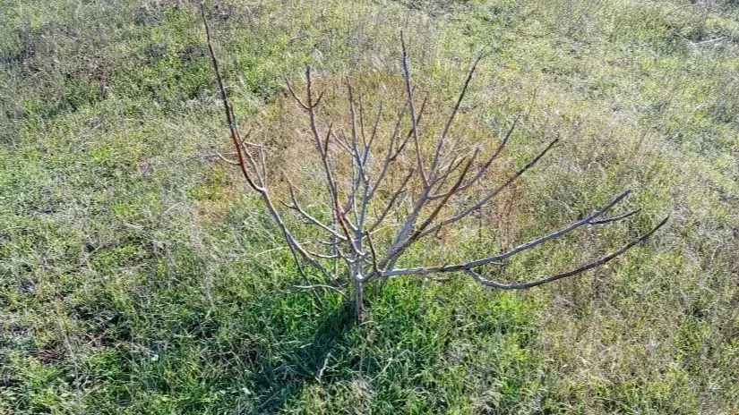 Участок в Крым, Симферопольский район, Николаевка пгт ул. Ленина (6.0 ... - Фото 2
