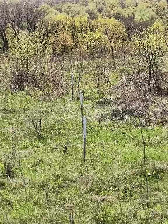 Участок 15 сот. (ИЖС) - Фото 1