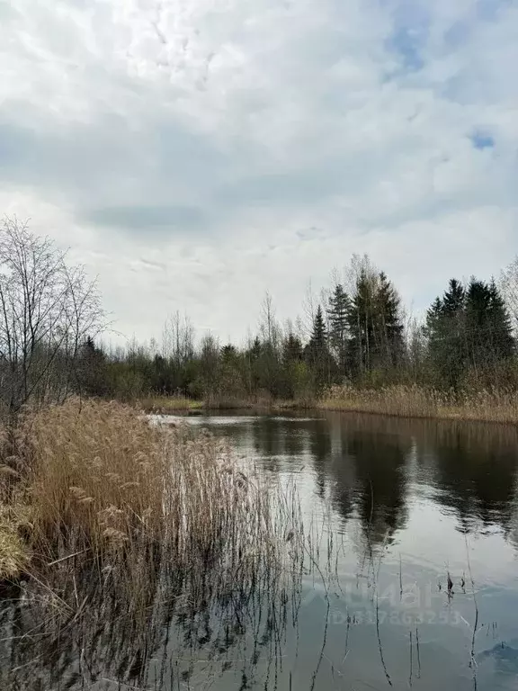 Участок в Ленинградская область, Тосненский район, Трубникоборское ... - Фото 1