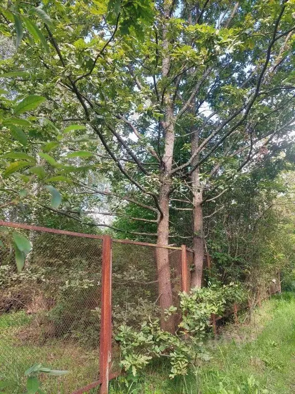 Участок, 10 сот., сельхоз (снт или днп) - Фото 1