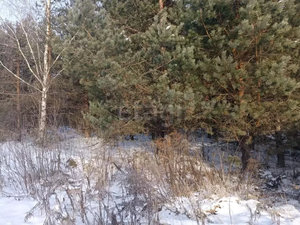 Участок в Нижегородская область, Богородский муниципальный округ, д. ... - Фото 2