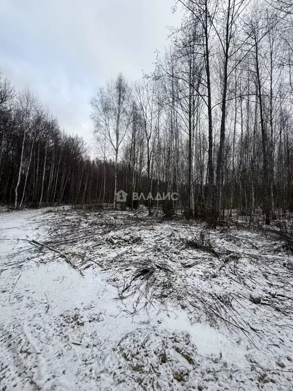 Участок в Владимирская область, Владимир д. Вилки, ул. Центральная ... - Фото 1