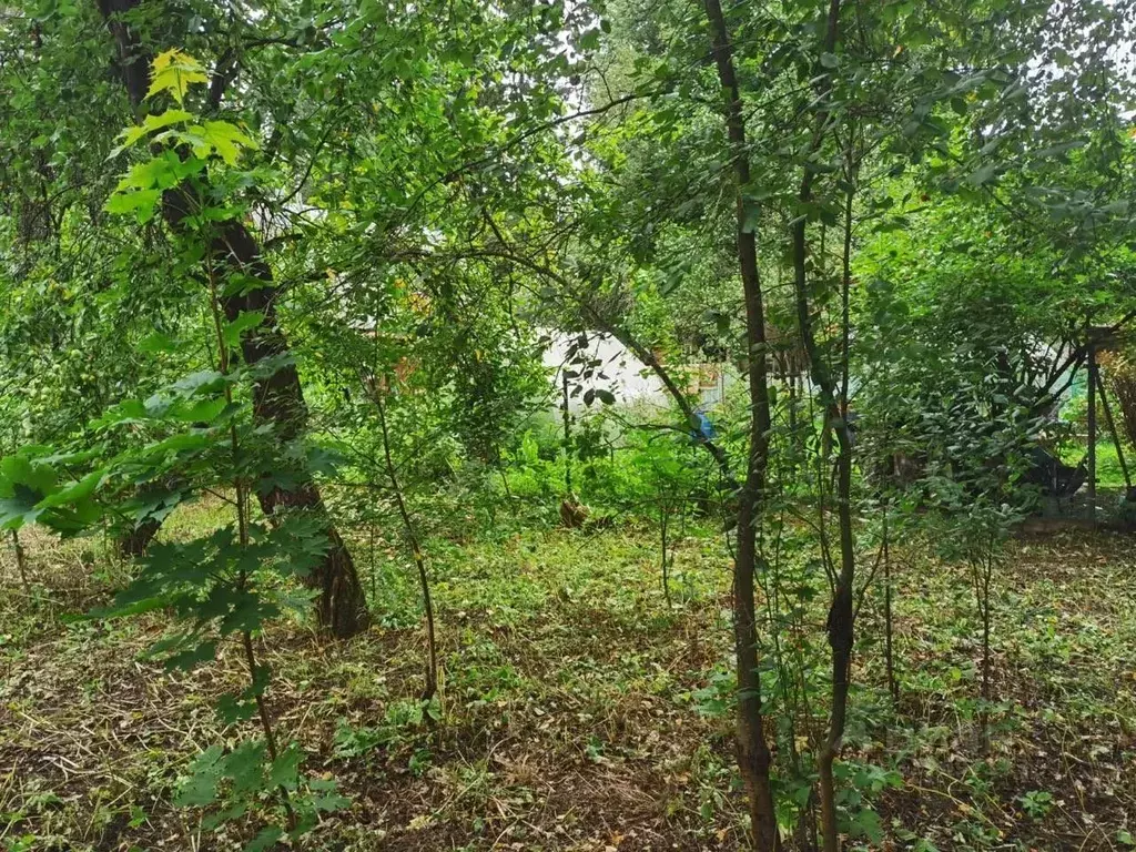 Участок в Московская область, Пушкинский городской округ, Софрино пгт ... - Фото 2