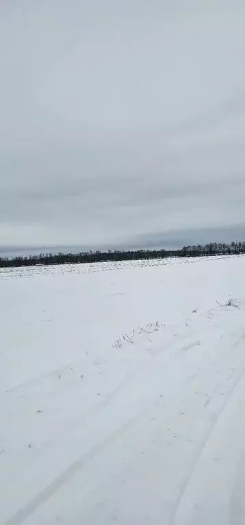 Участок в Ленинградская область, Волосовский район, Рабитицкое с/пос, ... - Фото 1