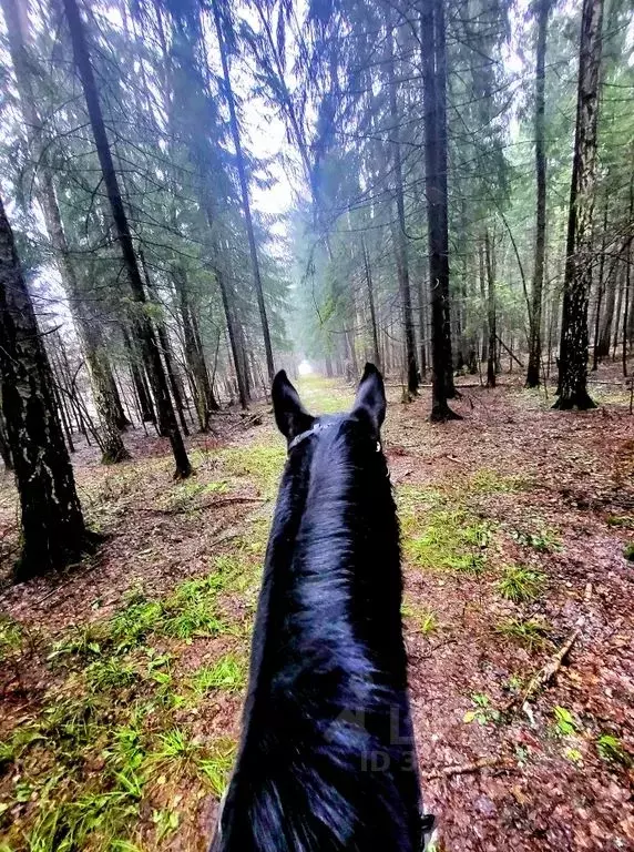 Дом в Московская область, Домодедово городской округ, д. Немцово  (70 ... - Фото 1