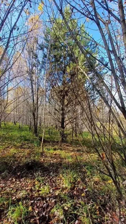 Участок в Алтай, Майминский район, с. Майма  (9.78 сот.) - Фото 1