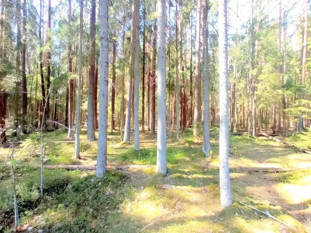 Участок в Ленинградская область, Гатчинский район, Вырица городской ... - Фото 0