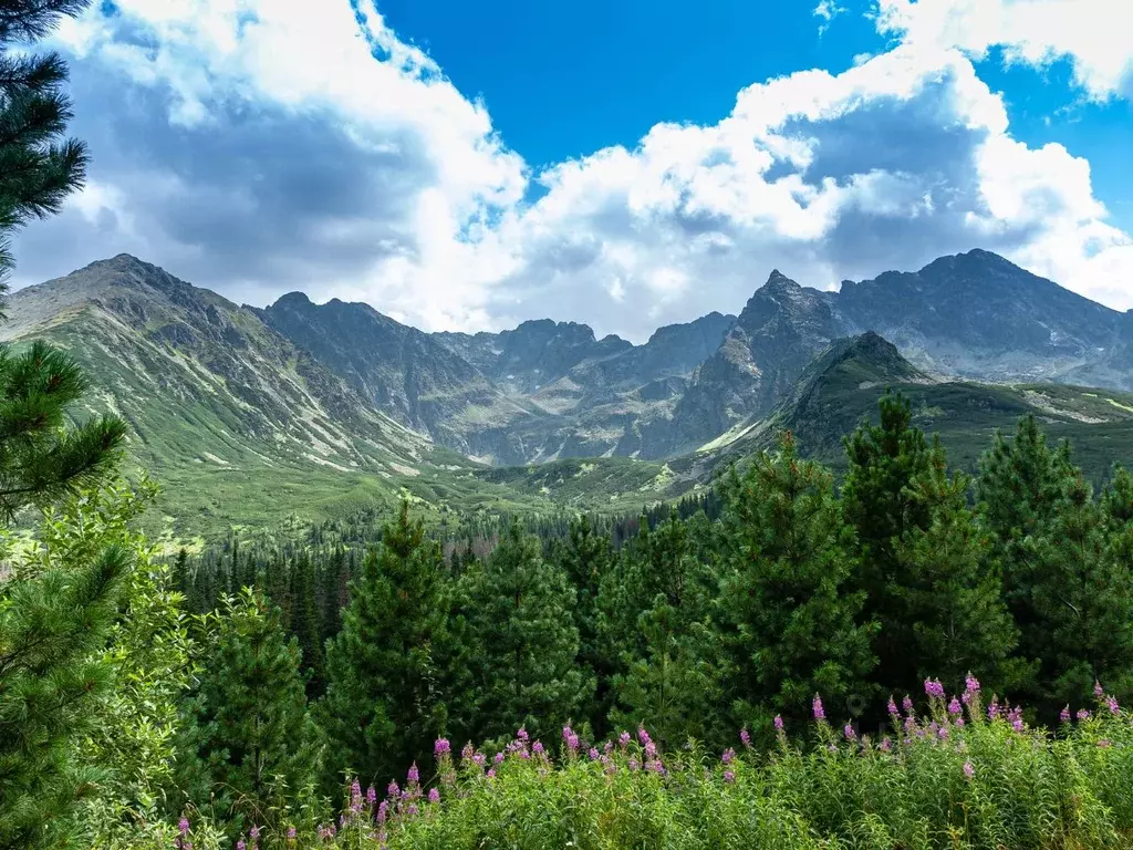 Участок в Алтай, Чемальский район, Элекмонарское с/пос, Седьмое Небо ... - Фото 1