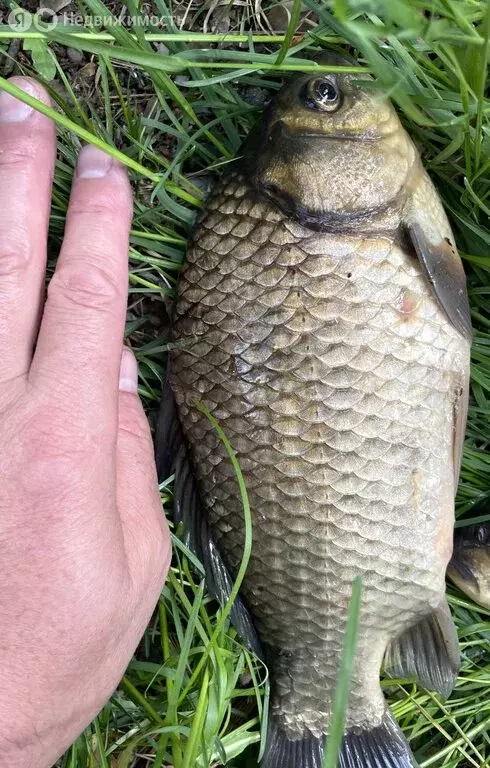 Участок в село Повалиха, 1-я Набережная улица, 11 (10 м) - Фото 1