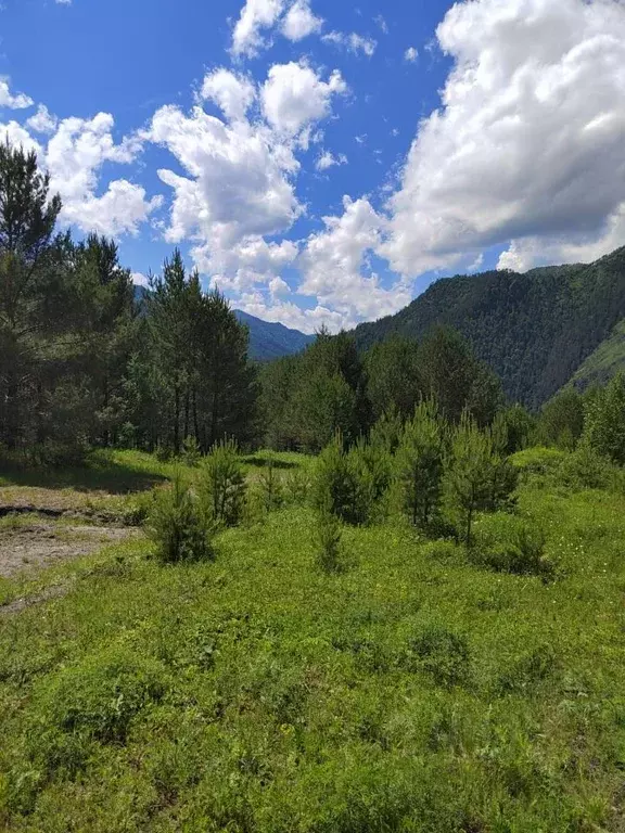 Участок в Алтай, Чемальский район, с. Толгоек  (49.0 сот.) - Фото 0