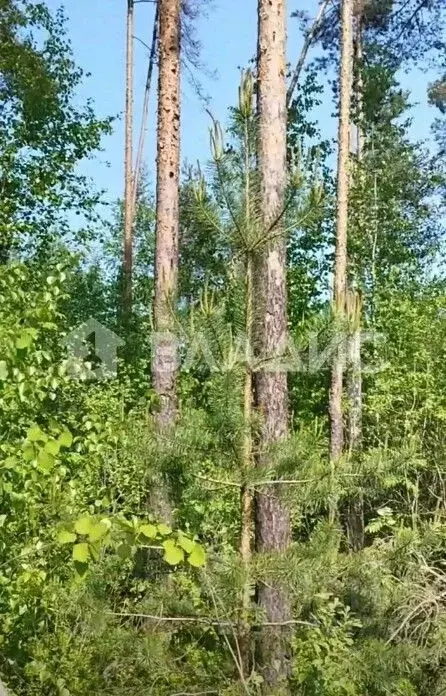 Участок в Ленинградская область, Всеволожск Бернгардовка мкр,  (6.6 ... - Фото 1