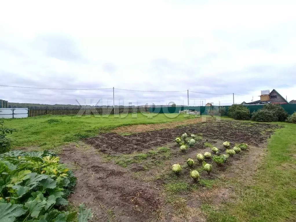 Участок в Новосибирская область, Колыванский район, д. Чаус ул. ... - Фото 2