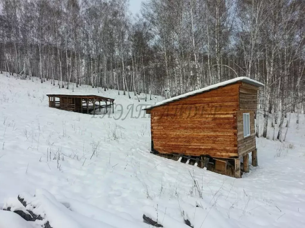 Участок в Алтай, Шебалинский район, с. Мыюта Российская ул. (2600.0 ... - Фото 0