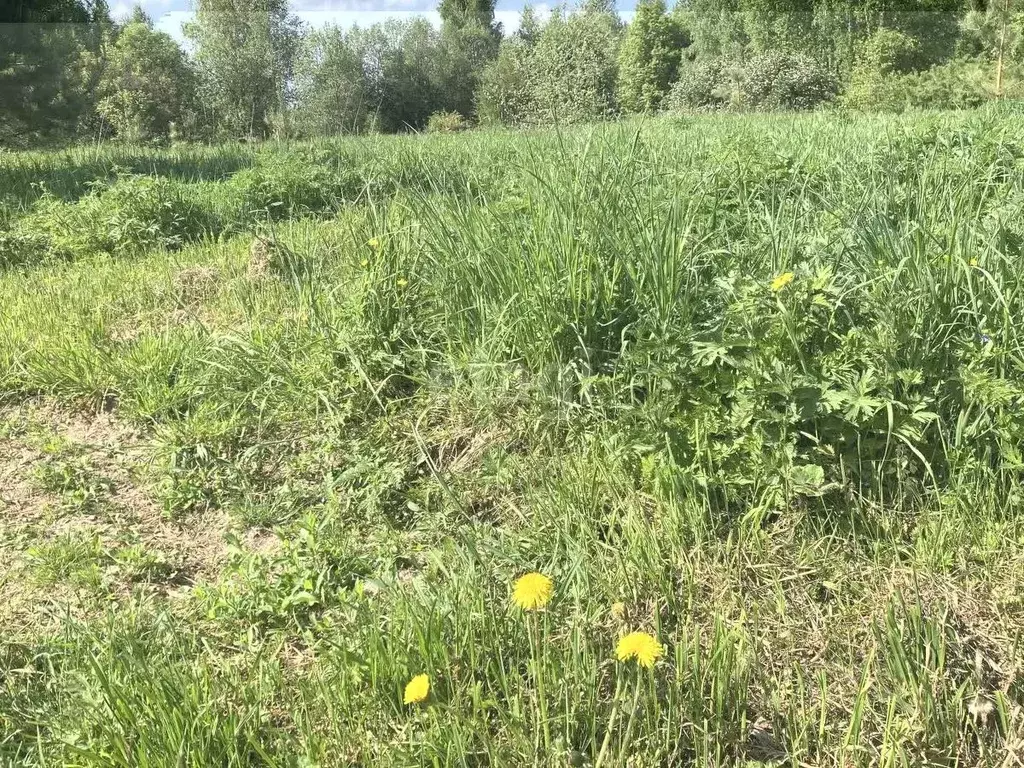 Участок в Костромская область, Костромской район, Чернопенское с/пос, ... - Фото 1