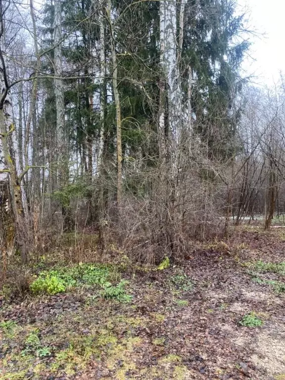 Участок в Московская область, Чехов муниципальный округ, с. Талеж  ... - Фото 2