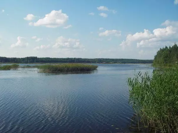 Дом в Ленинградская область, Гатчинский муниципальный округ, Чаща ... - Фото 1