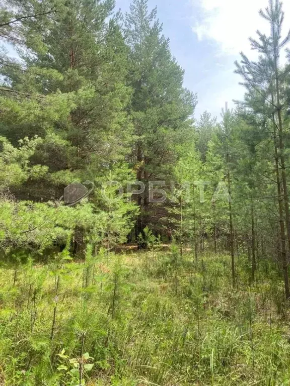 Участок в Тюменская область, Тюменский район, Геофизик СНТ  (600.0 ... - Фото 1