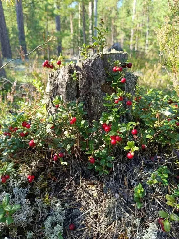 Участок в Ленинградская область, Приозерский район, Сосновское с/пос, ... - Фото 2