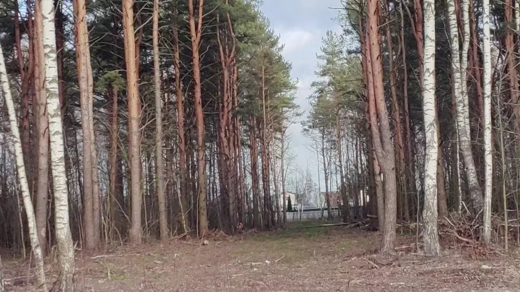 Участок в Московская область, Богородский городской округ, д. Аборино  ... - Фото 1