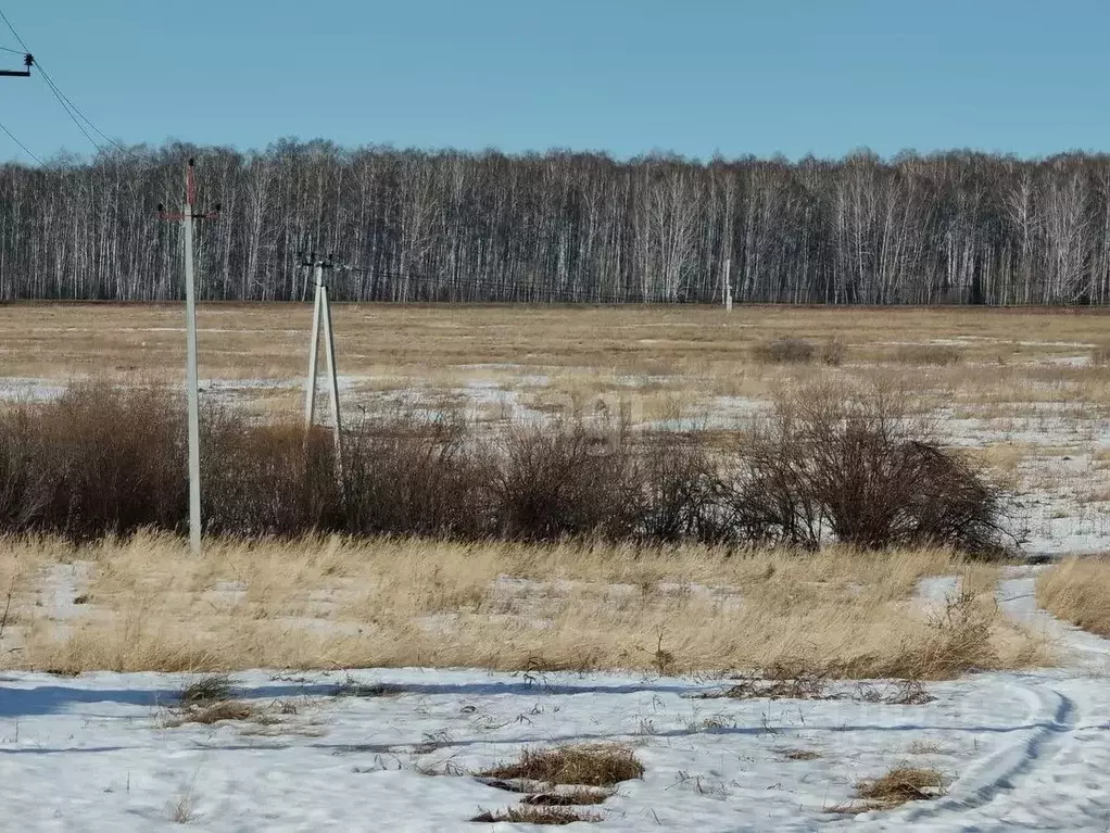 Участок в Курганская область, Шадринский муниципальный округ, с. Ключи ... - Фото 1