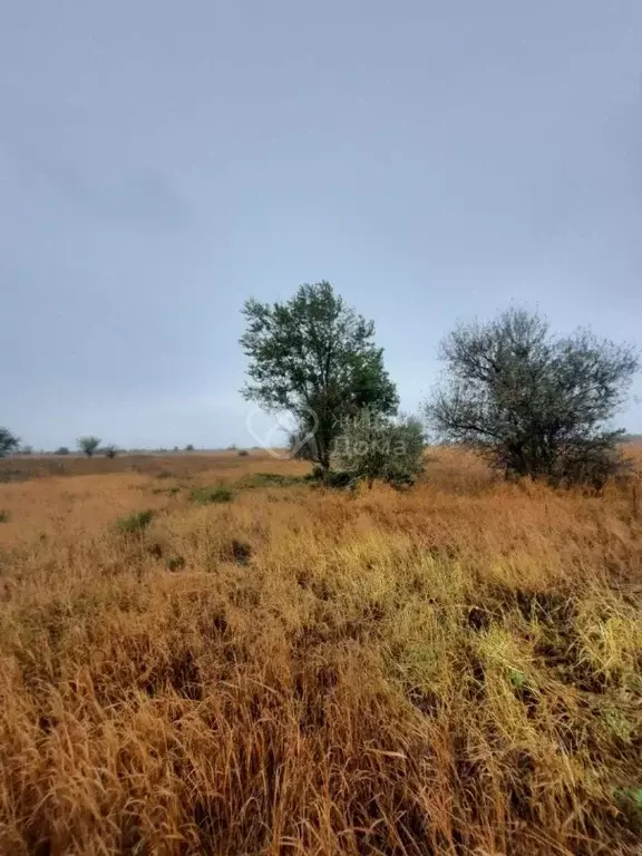 Участок в Волгоградская область, Среднеахтубинский район, ... - Фото 2