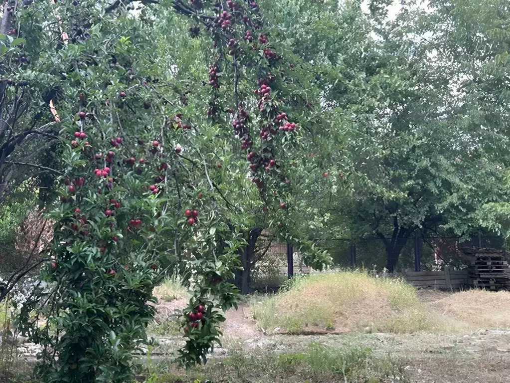 Участок в Краснодарский край, Краснодар пос. Знаменский, Рассвет СТ, ... - Фото 0