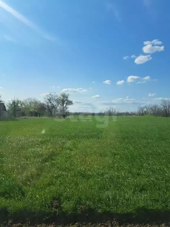 Участок в Ростовская область, Веселовский район, Позднеевское с/пос, ... - Фото 2