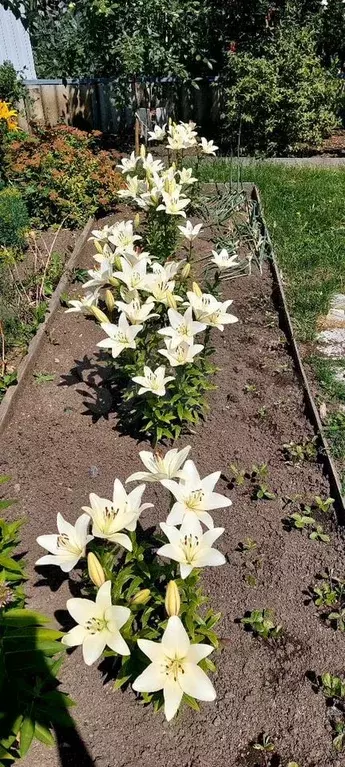 Участок 15,3 сот. (ИЖС) - Фото 0