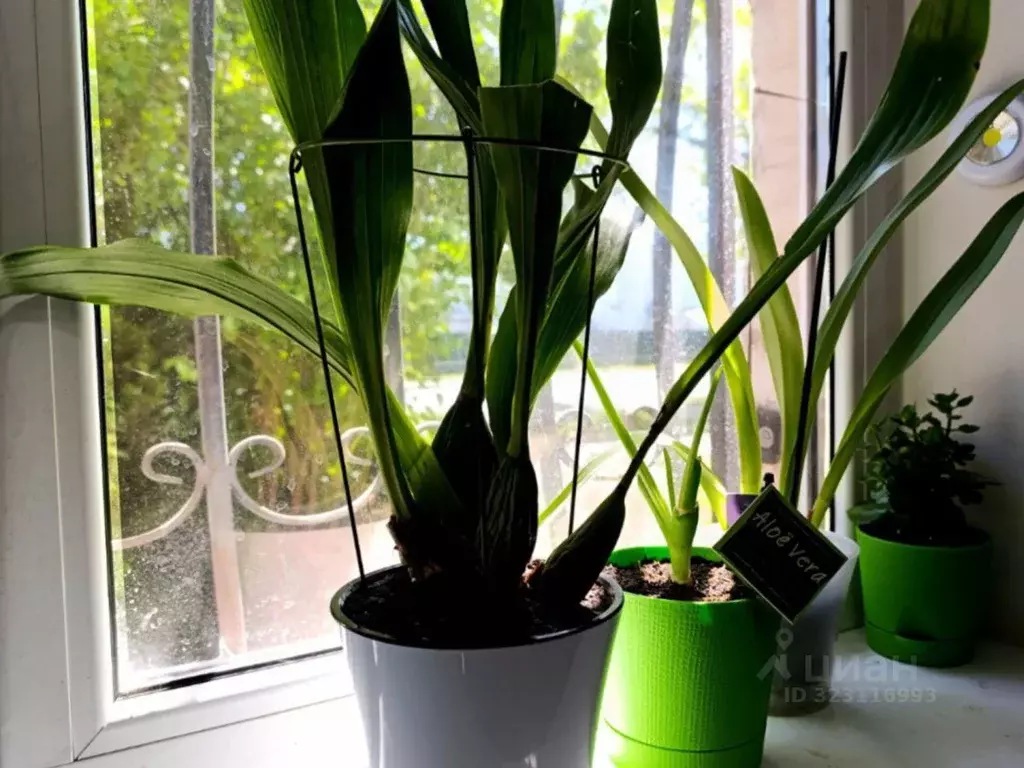 1-к кв. Калининградская область, Калининград Красная ул. (14.4 м) - Фото 1