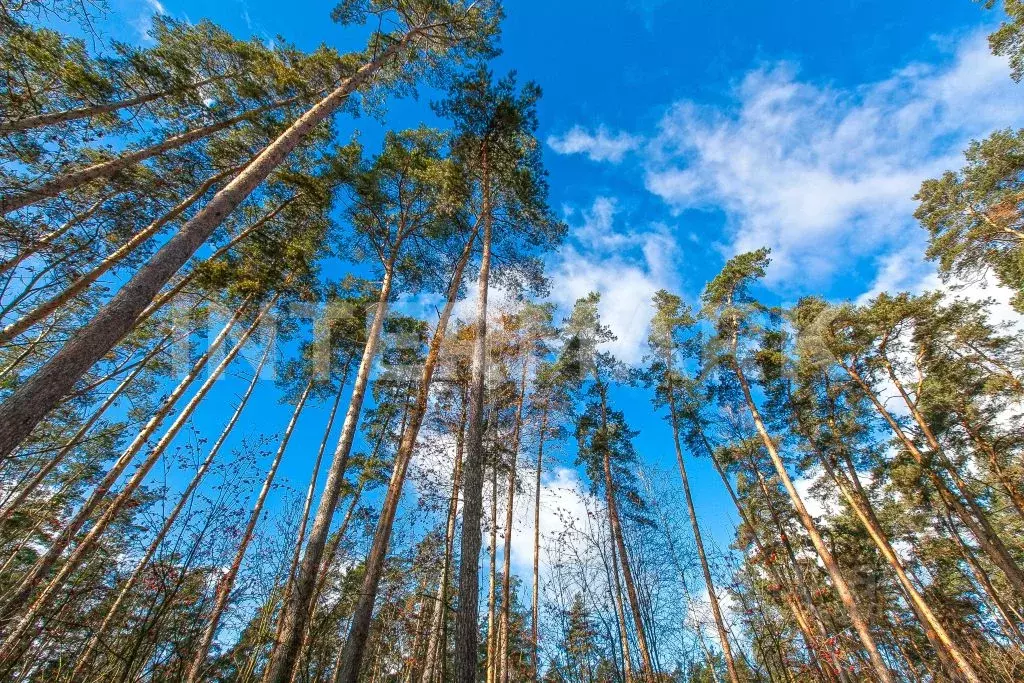 Участок в Московская область, Одинцовский городской округ, пос. дома ... - Фото 1
