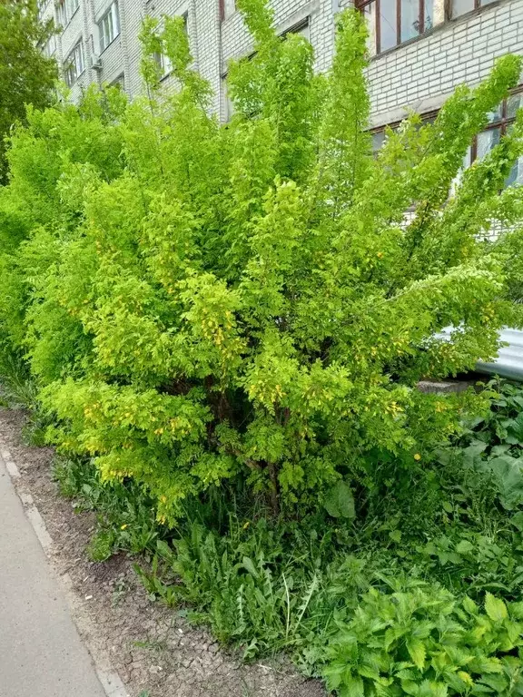 Дом в Нижегородская область, Сергач АО СЭМЗ СНТ,  (25 м) - Фото 0