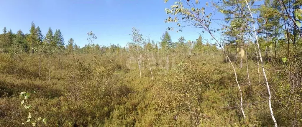 Участок в Хабаровский край, Имени Лазо район, с. Владимировка  (99.9 ... - Фото 1