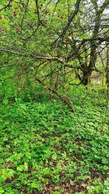 Участок в Калининградская область, Калининград Фестивальное СНТ, 13 ... - Фото 2