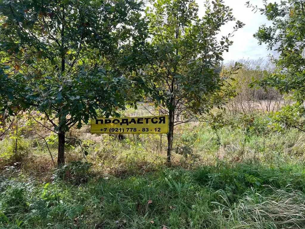 Участок в Ленинградская область, Кингисеппский район, Куземкинское ... - Фото 1