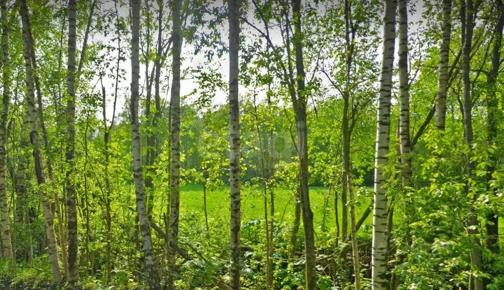 Участок в Ленинградская область, Выборгский район, Приморское ... - Фото 1