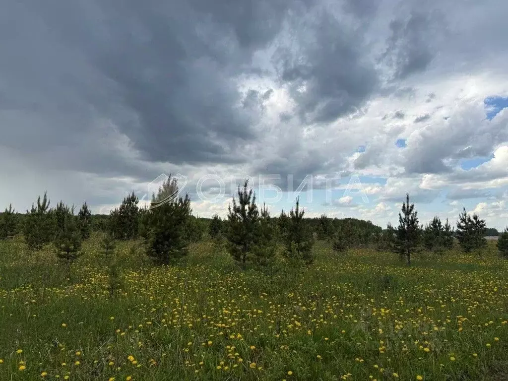 Участок в Тюменская область, Тюменский район, с. Горьковка Сибирская ... - Фото 1