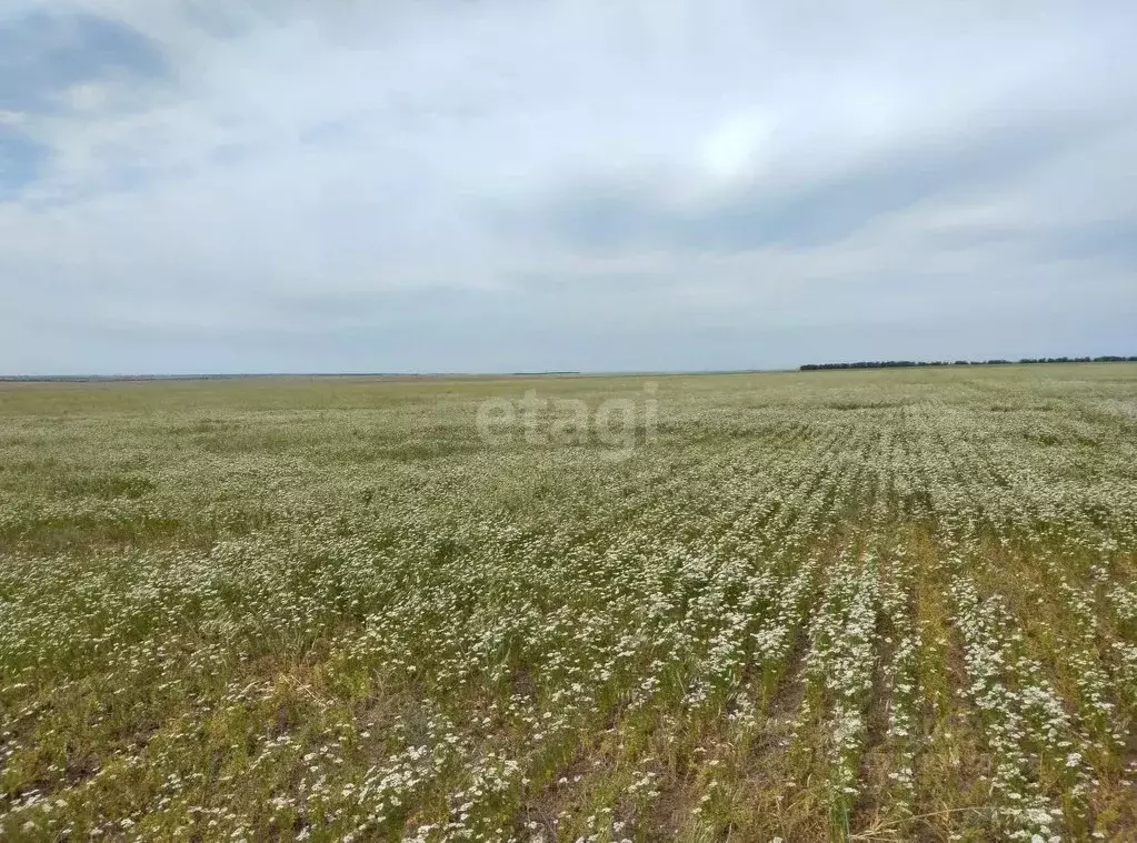 Участок в Крым, Сакский район, с. Штормовое ул. 60 лет Октября (5.0 ... - Фото 0