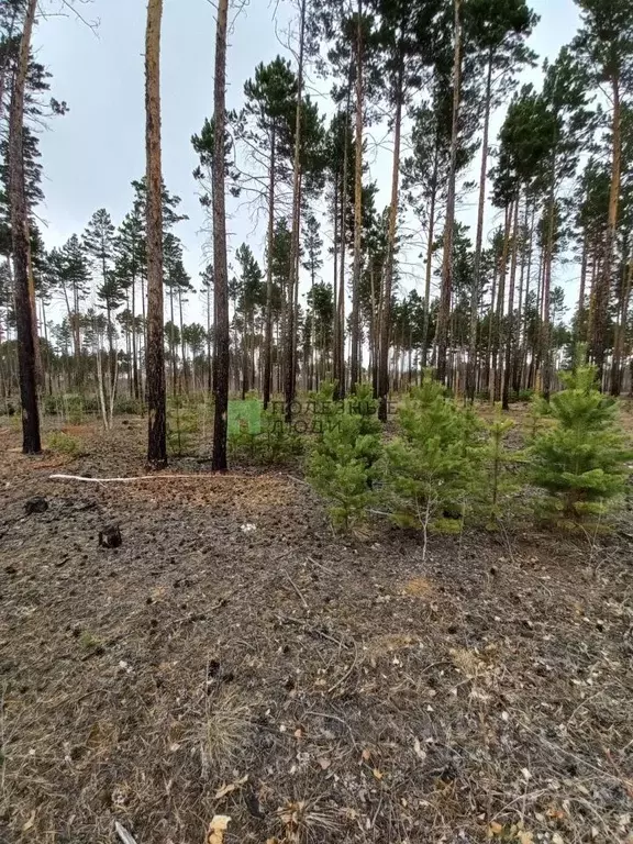 Участок в Забайкальский край, Читинский район, с. Смоленка  (7.43 ... - Фото 1