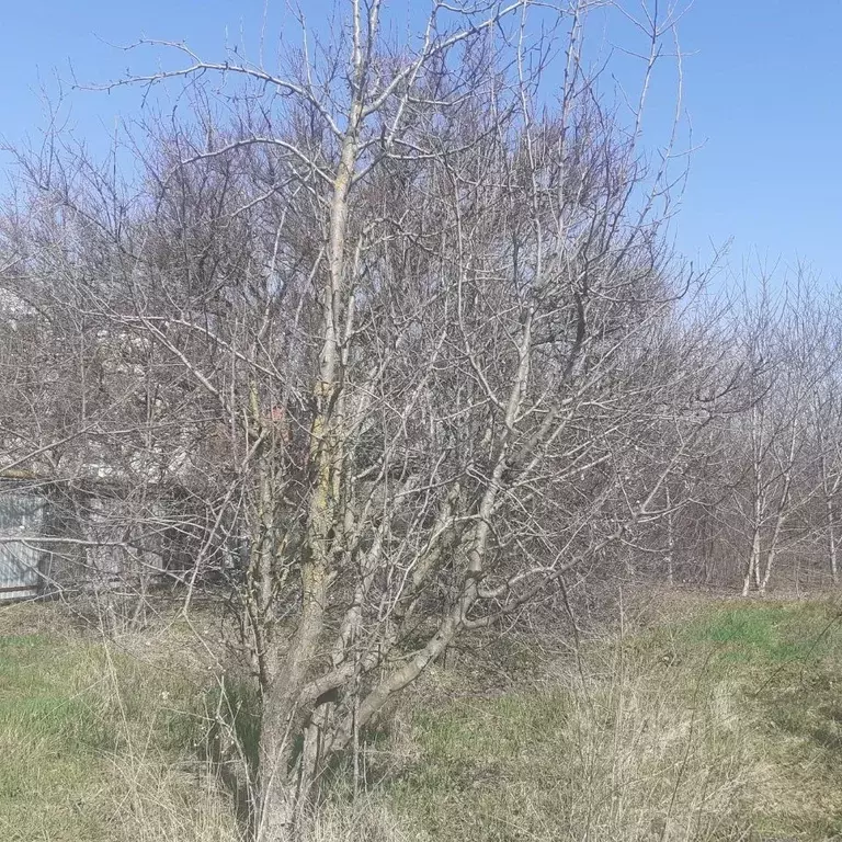 Участок в Краснодарский край, Анапа муниципальный округ, с. ... - Фото 2